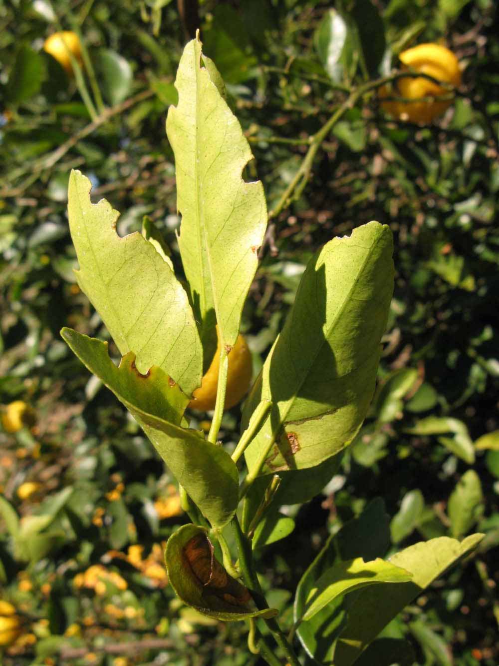            Sun leaves (Winter Haven, FL)   